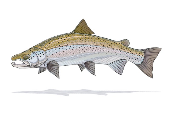 Atlantic Salmon Prints - Casey Underwood in de groep Andere / Geschenken En Geschenkgidsen bij Sportfiskeprylar.se (CPU_SalmonSmallr)