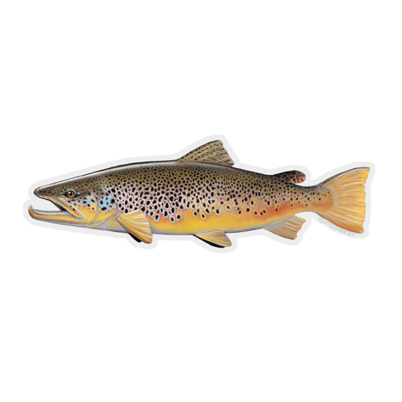 RepYourWater Sticker - Brown Trout in de groep Andere / Stickers en stickers bij Sportfiskeprylar.se (NFD9717)