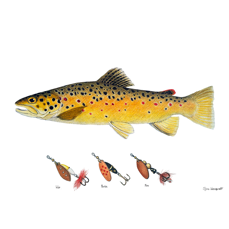 Myran Framed Brown Trout Poster in de groep bij Sportfiskeprylar.se (NFS50-1)