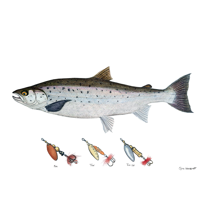 Myran Framed Salmon Poster in de groep bij Sportfiskeprylar.se (NFS50-2)