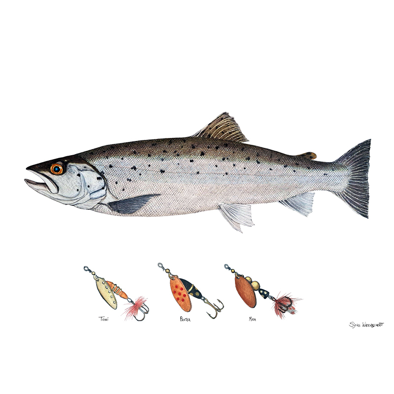 Myran Framed Sea Trout Poster in de groep bij Sportfiskeprylar.se (NFS50-3)