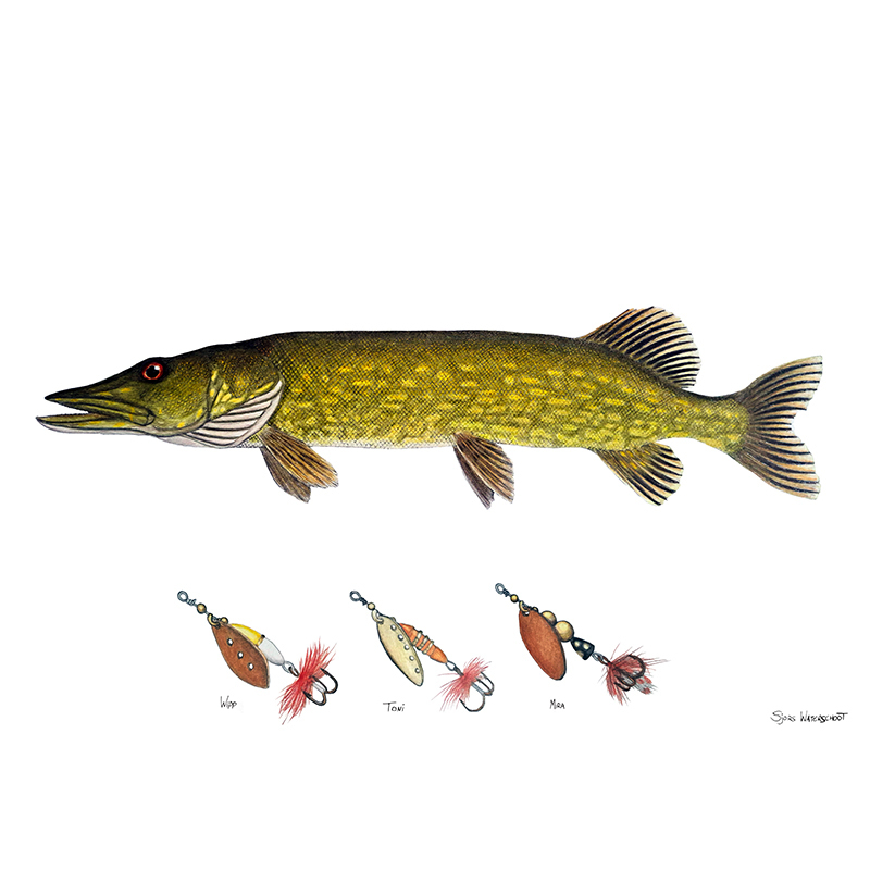 Myran Framed Pike Poster in de groep bij Sportfiskeprylar.se (NFS50-4)