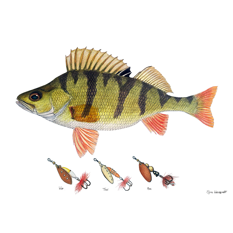 Myran Framed Perch Poster in de groep bij Sportfiskeprylar.se (NFS50-5)