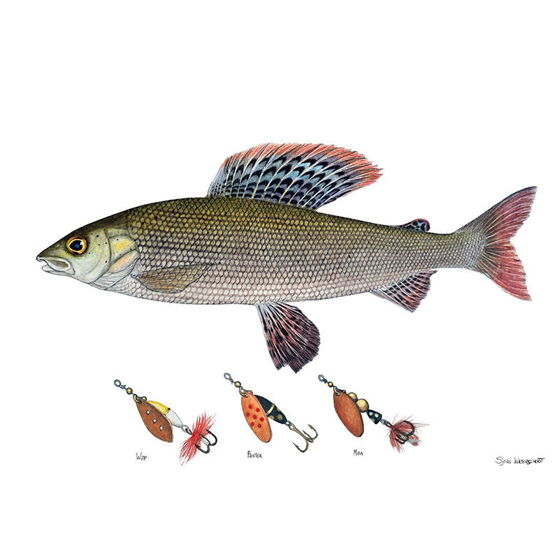 Myran Framed Grayling Poster in de groep bij Sportfiskeprylar.se (NFS50-6)