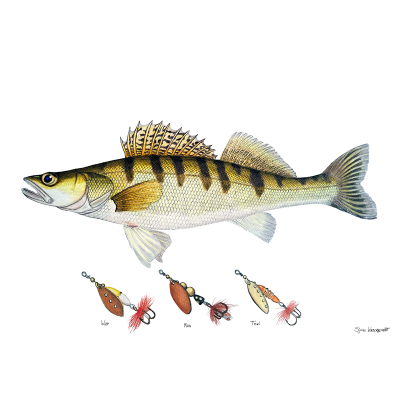 Myran Framed Zander Poster in de groep bij Sportfiskeprylar.se (NFS50-9)