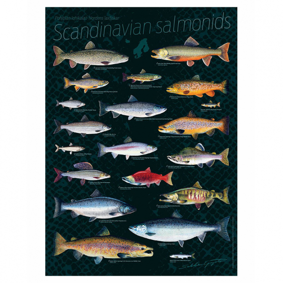 Poster Scandinavian Salmonids 50x70cm in de groep Andere / Stickers en stickers bij Sportfiskeprylar.se (VD-1004)