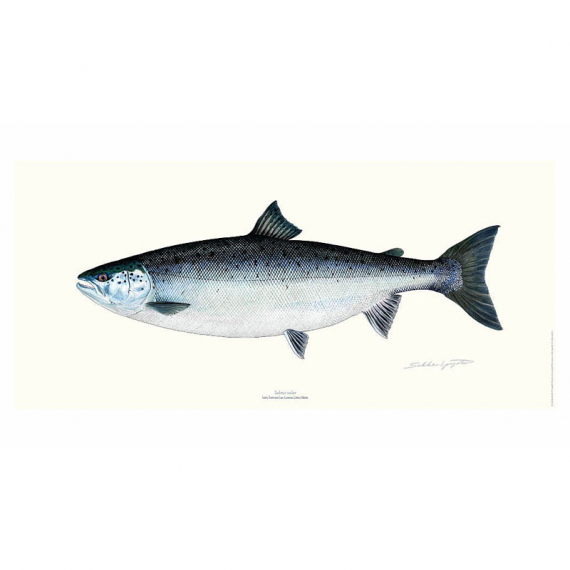 Poster Salmon 23x50cm in de groep Andere / Stickers en stickers bij Sportfiskeprylar.se (VD-1113)