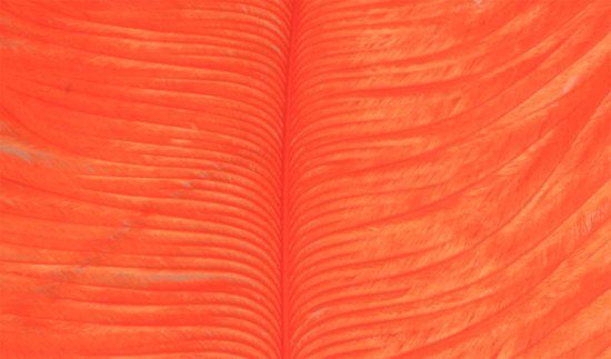 Struts plym - Orange in de groep Haken & Terminal Tackle / Vliegvis bindmateriaal / Vliegbindmateriaal / Veren & Capes / Andere veren bij Sportfiskeprylar.se (W-OP012)