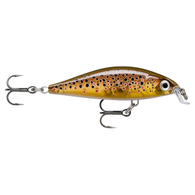 Live Brown Trout