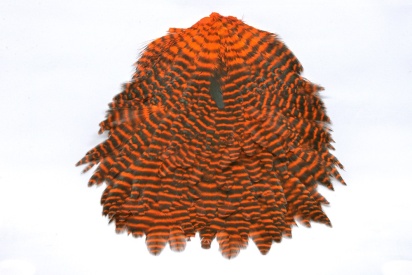 Grizzly Orange