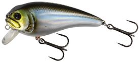 Blueback Herring