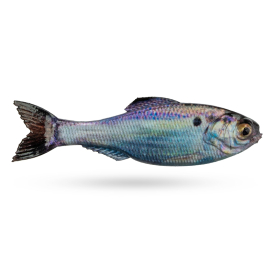 Live Gizzard Shad DC