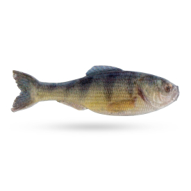 Live Yellow Perch DC
