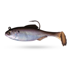 Live Gizzard Shad