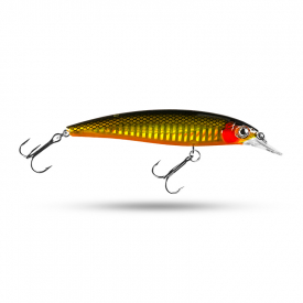 Golden Shiner