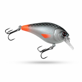 Hotfin Roach