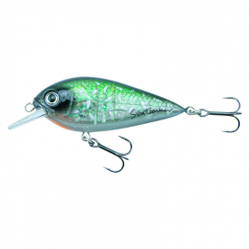 Baby Pike
