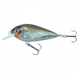 Golden Bream