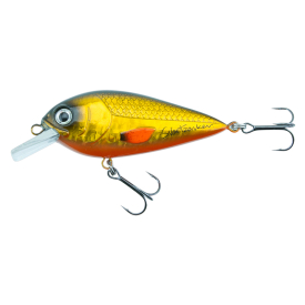 Golden Roach